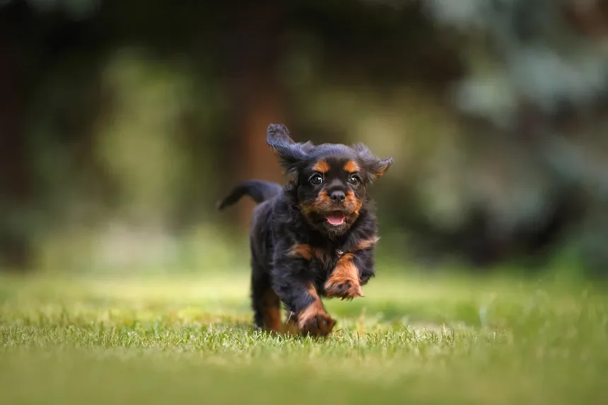 Melhor Ração para Cães Idosos: O Que Saber ao Escolher uma Ração