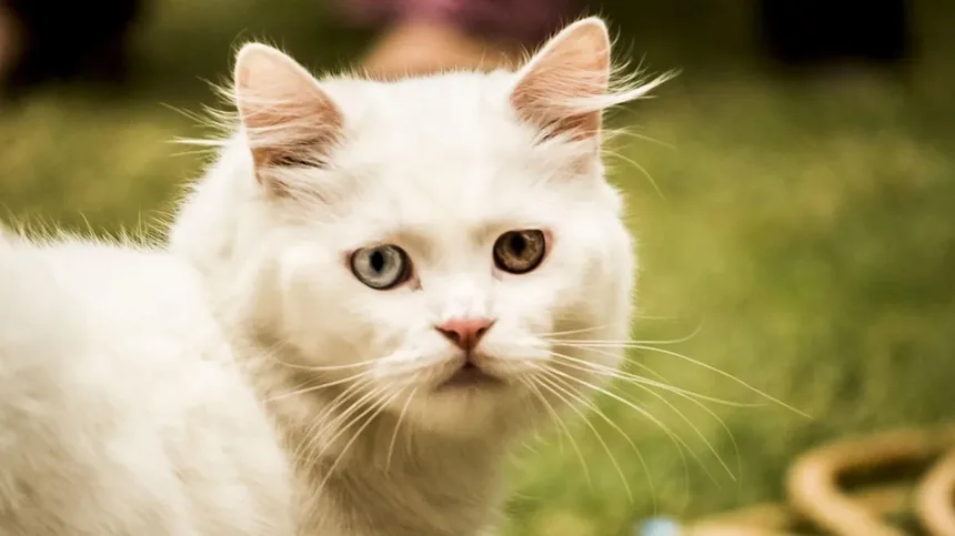 Os Cães Podem Ter Melhores Amigos? Descubra os Sinais!