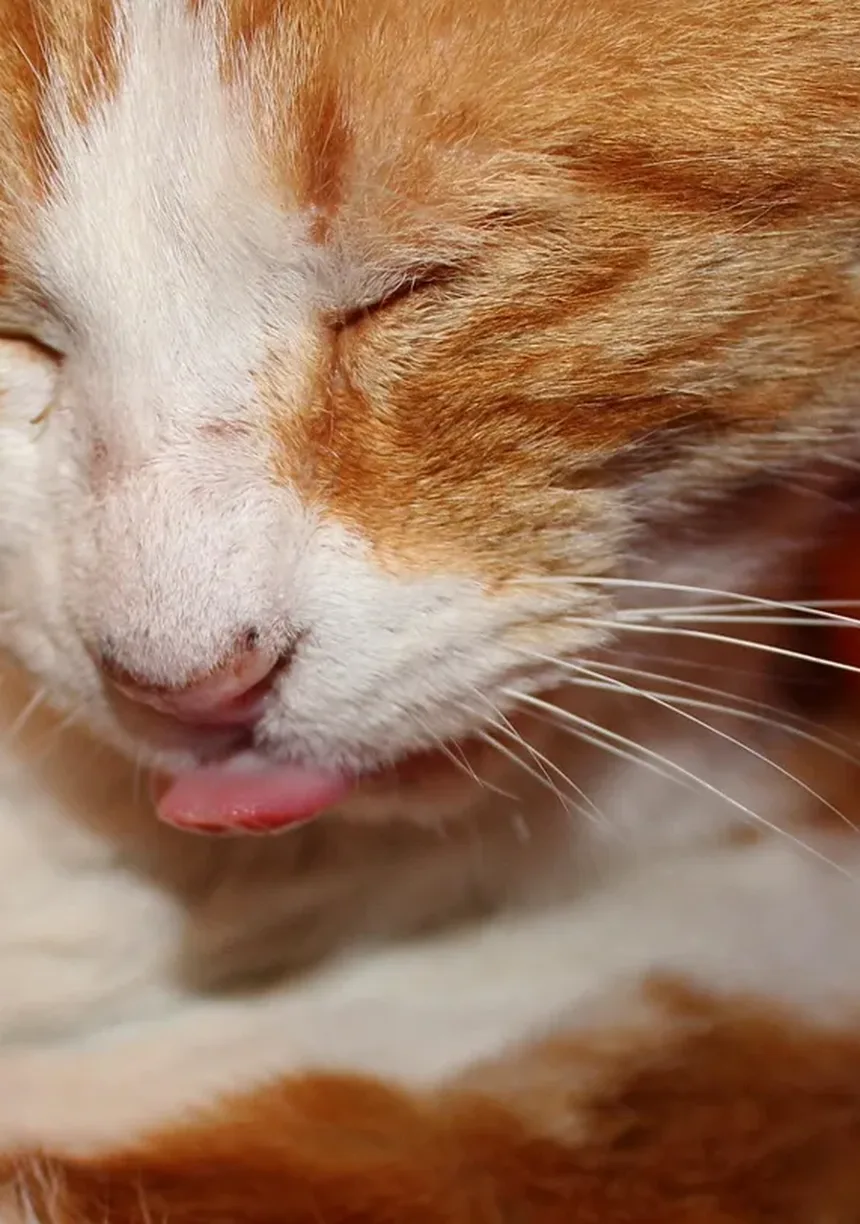 Cisaprida para Animais de Estimação: Tudo o Que Você Precisa Saber