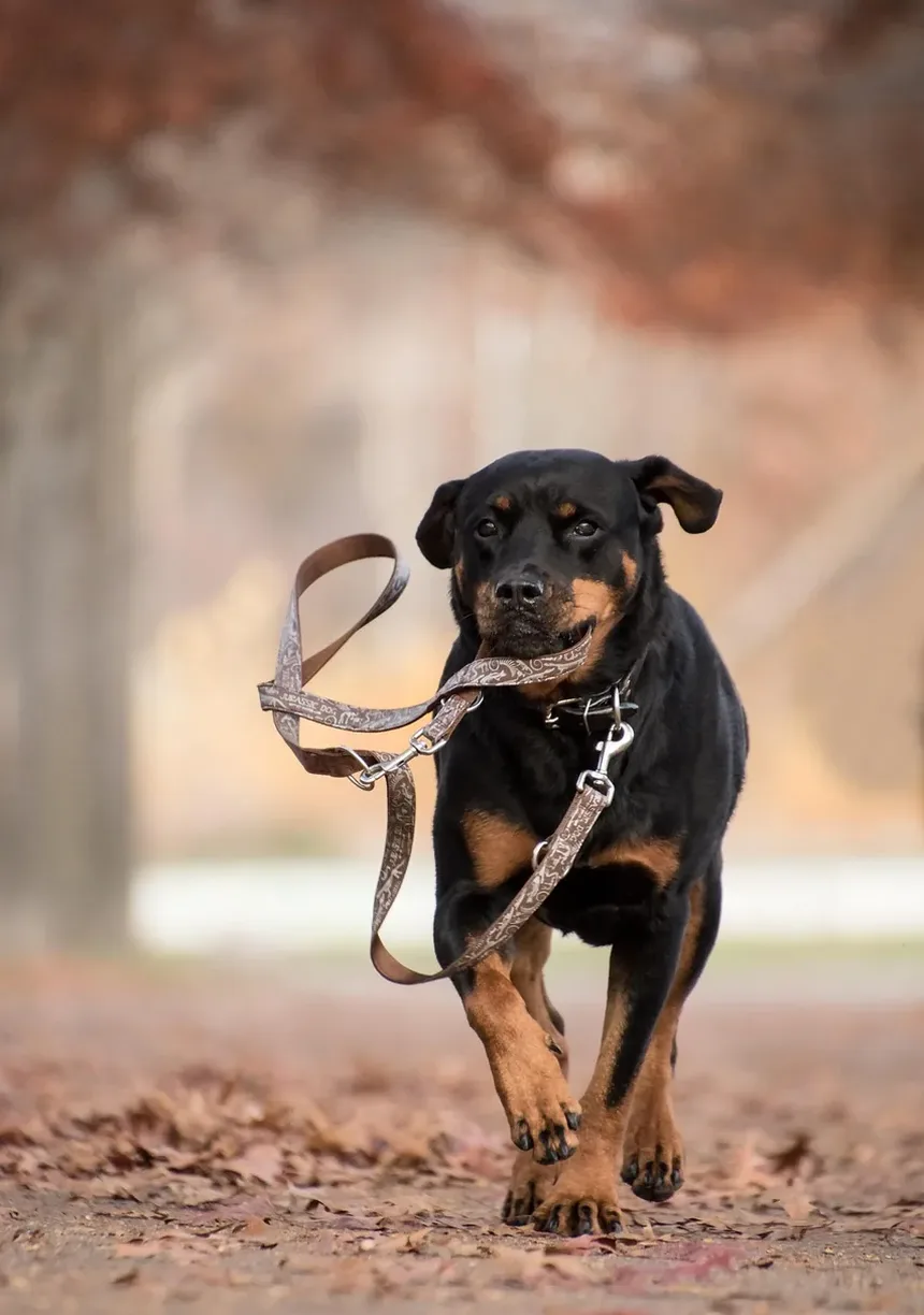 Diferenças Cruciais Entre Ração para Filhotes e Ração para Cães Adultos: Guia Completo
