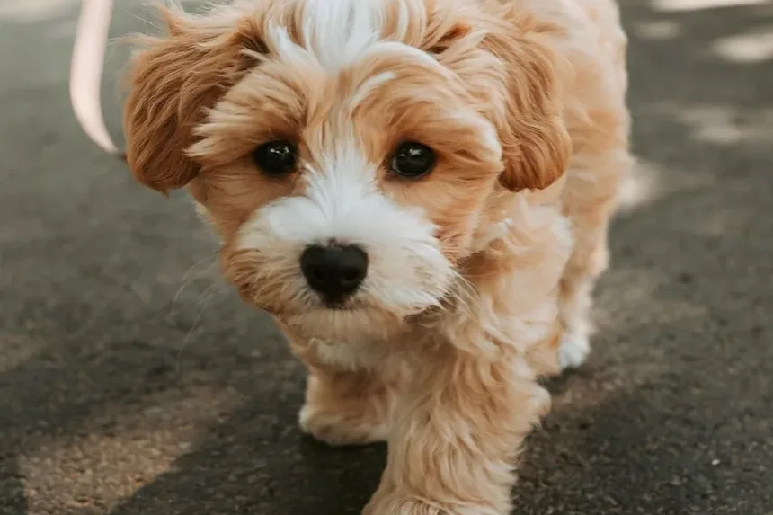 Diferenças Cruciais Entre Ração para Filhotes e Ração para Cães Adultos: Guia Completo