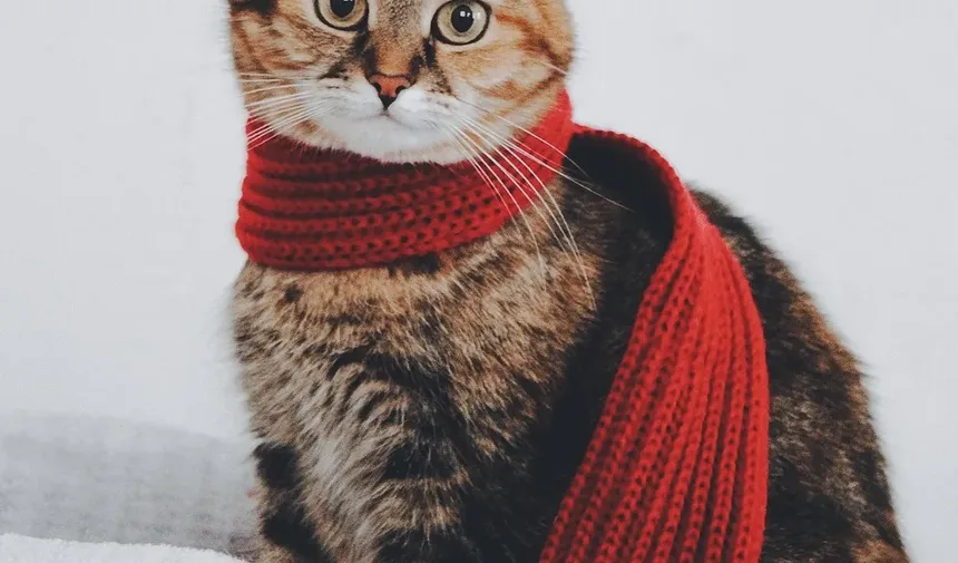 Os Gatos Sentem Vergonha? Descubra a Verdade por Trás Comportamentos