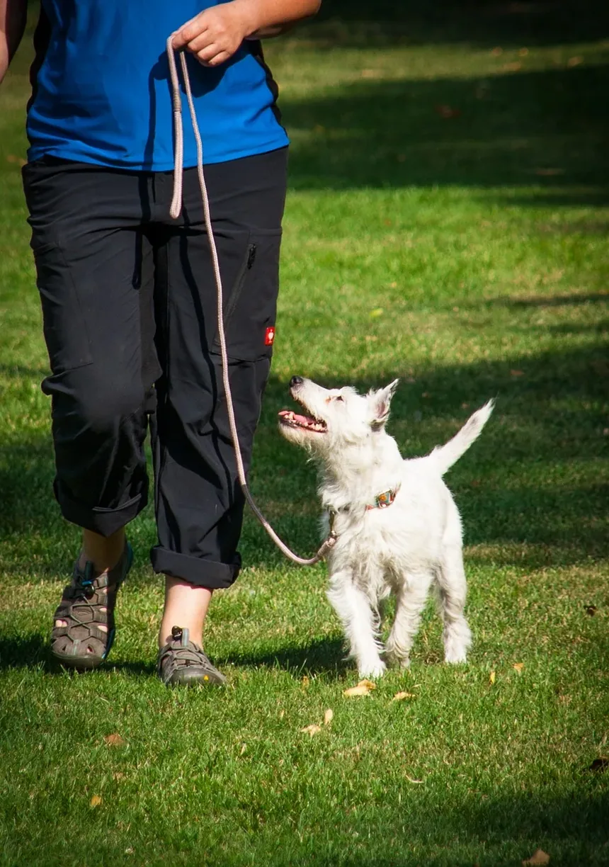 Cães Lambem Feridas: Perigo ou Cura? Descubra a Verdade!