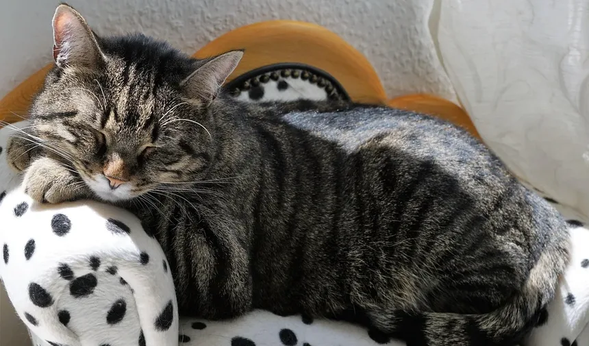 Como Saber se Meu Gato Está com Dor?