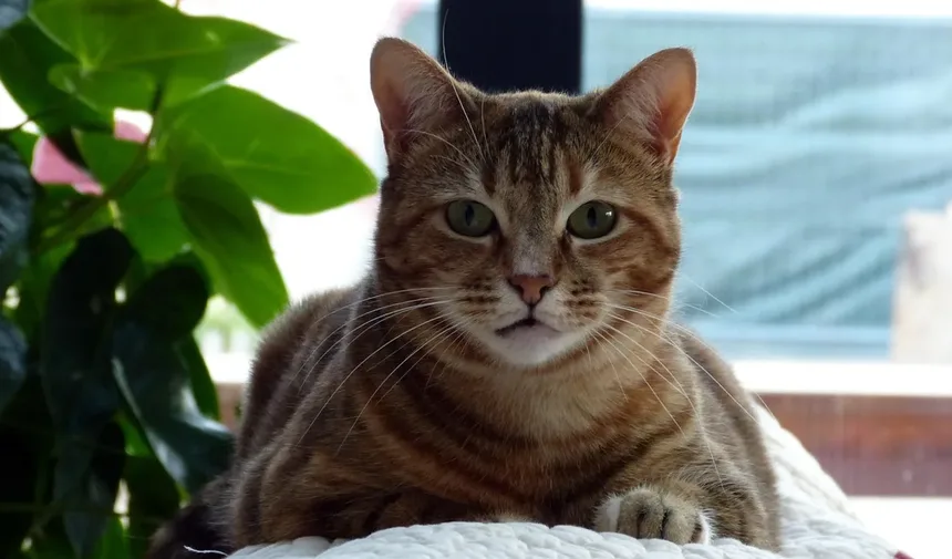 Quanto Tempo Devo Brincar com Meu Gato por Dia? Descubra Agora!
