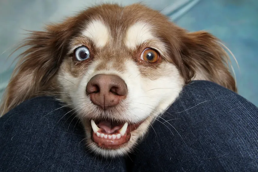 Como Parar o Latido do Cachorro à Noite