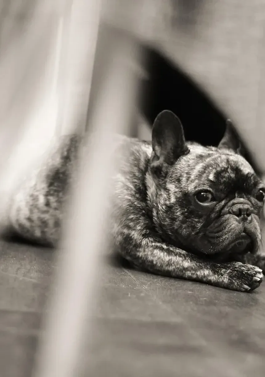 Lisina para Animais de Estimação: Como Este Aminoácido Combate o Vírus Herpes?