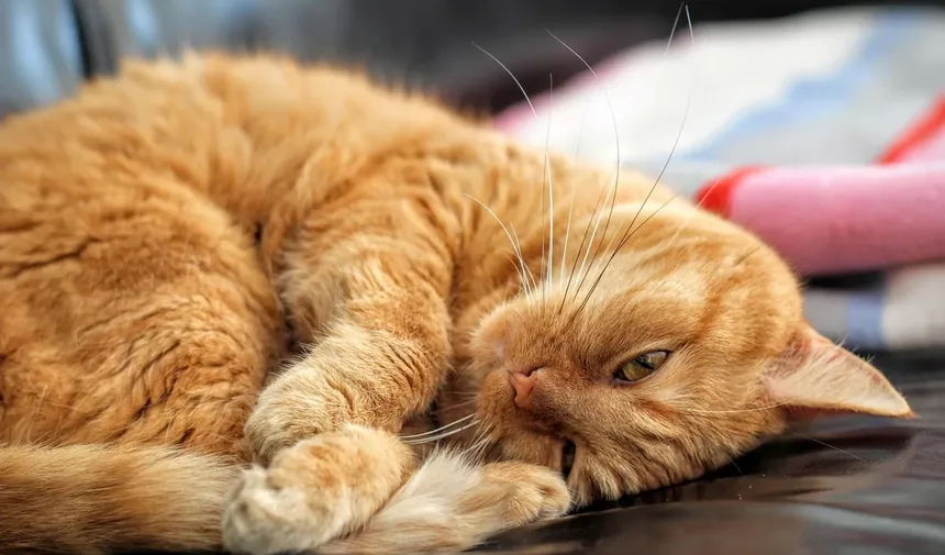 Sinais de Dor em Gatos e O Que Pode Ajudar