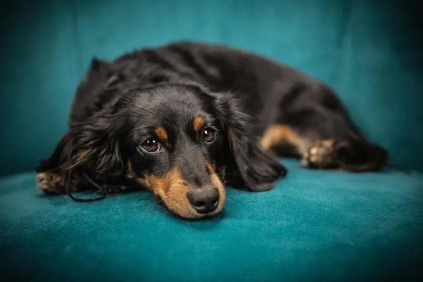 Os 8 Animais de Estimação Mais Populares em 2023: Descubra Qual é o Ideal para Você!