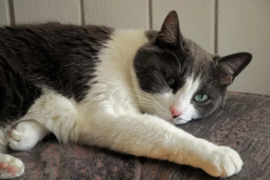 Tritrichomonas Fetus em Gatos: Sintomas, Tratamento e Prevenção