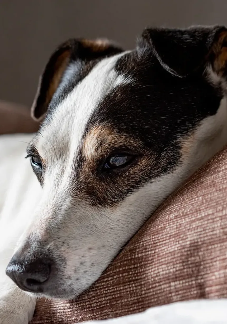 Cuidados Veterinários para Cães Idosos: 5 Perguntas Essenciais Respondidas