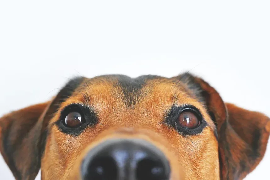 Cuidados Veterinários para Cães Idosos: 5 Perguntas Essenciais Respondidas