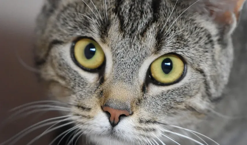 Quando os Gatos Param de Crescer? Descubra Agora!