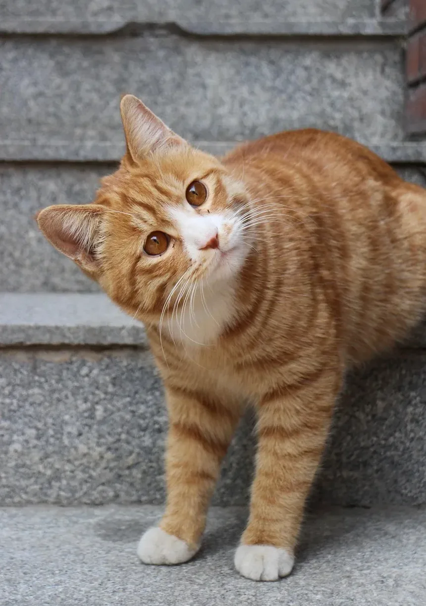 Cronograma de Vacinação para Gatos Adultos: Um Guia Completo