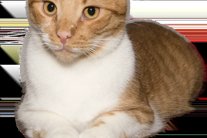 Problemas de Saúde Comuns em Gatos Mais Velhos