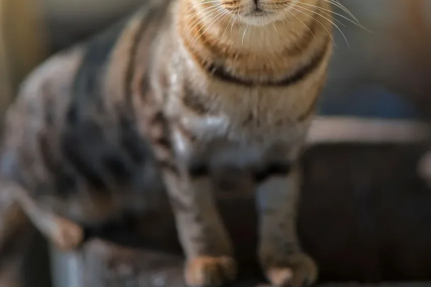 Como Tratar Alergias em Gatos: Um Guia Abrangente